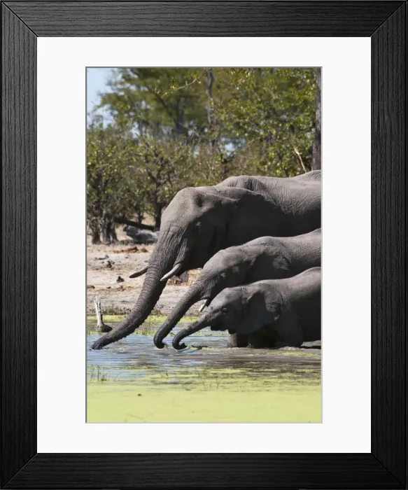 Framed Print : Elephant (Loxodonta africana), Savute Channel, Linyanti, Botswana, Africa Framed Print : Elephant (Loxodonta africana), Savute Channel, Linyanti, Botswana, Africa