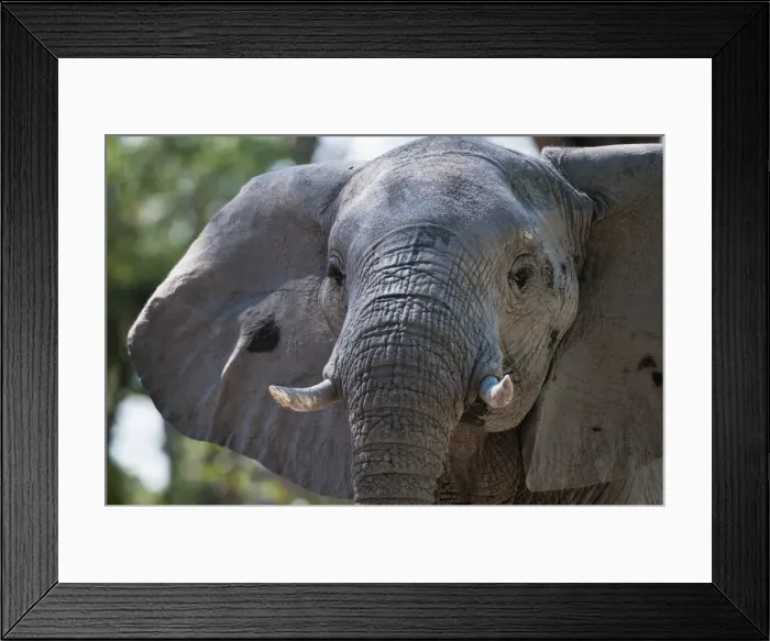 Framed Print : Elephant (Loxodonta africana), Savute Channel, Linyanti, Botswana, Africa