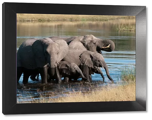 Elephant (Loxodonta africana), Savute Channel, Linyanti, Botswana, Africa