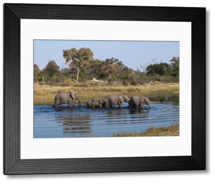 Framed Print : Elephant (Loxodonta africana), Savute Channel, Linyanti, Botswana, Africa Framed Print : Elephant (Loxodonta africana), Savute Channel, Linyanti, Botswana, Africa