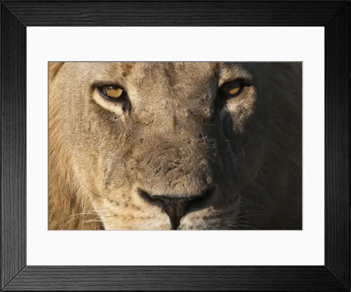 Framed Print : Lion (Panthera leo), Savute Channel, Linyanti, Botswana, Africa Framed Print : Lion (Panthera leo), Savute Channel, Linyanti, Botswana, Africa