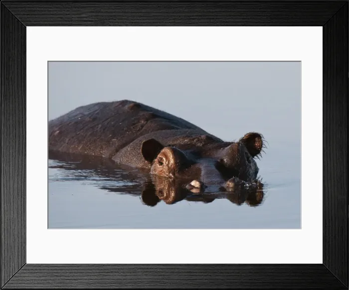 Framed Print : Hippopotamus (Hippopotamus amphibius), Savute Channel, Linyanti, Botswana, Africa Framed Print : Hippopotamus (Hippopotamus amphibius), Savute Channel, Linyanti, Botswana, Africa