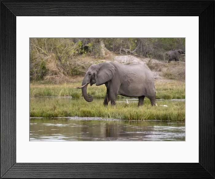 Framed Print : Elephant (Loxodonta africana), Savute Channel, Linyanti, Botswana, Africa Framed Print : Elephant (Loxodonta africana), Savute Channel, Linyanti, Botswana, Africa