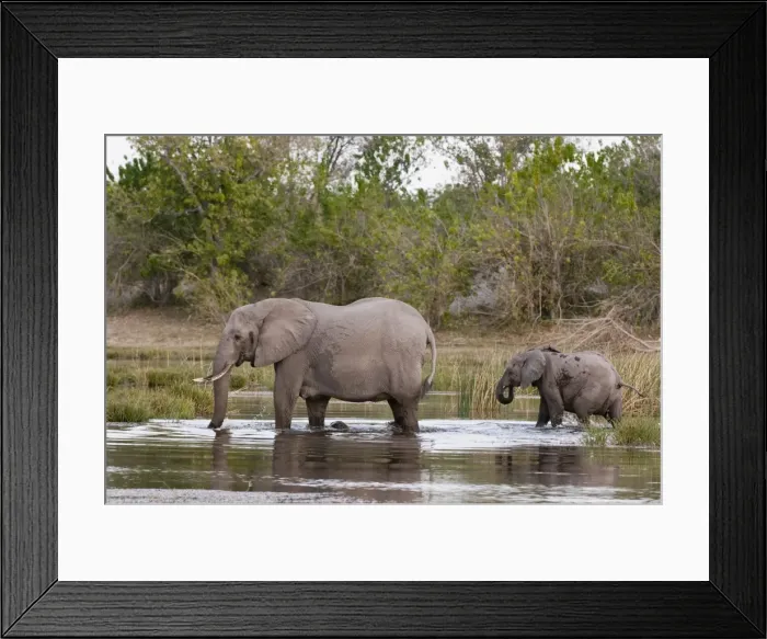 Framed Print : Elephant (Loxodonta africana), Savute Channel, Linyanti, Botswana, Africa Framed Print : Elephant (Loxodonta africana), Savute Channel, Linyanti, Botswana, Africa