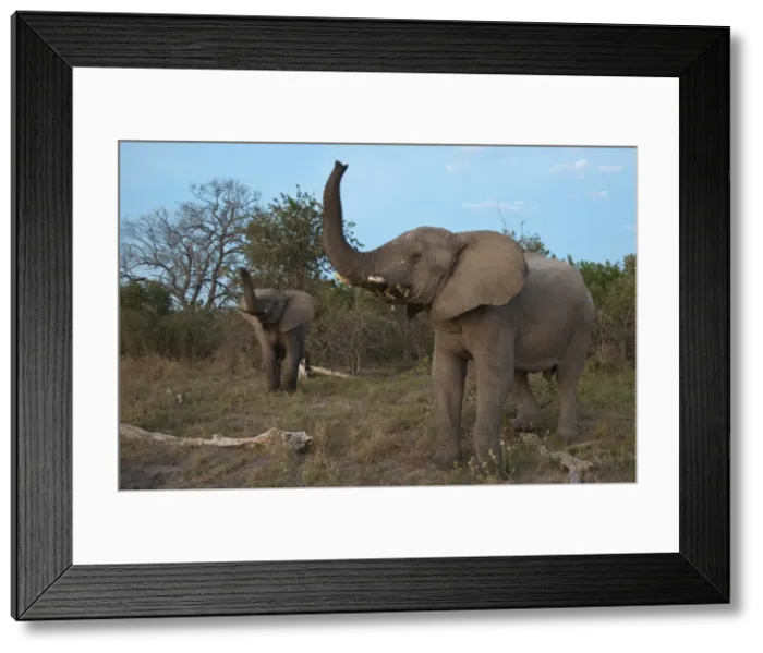 Framed Print : Elephant (Loxodonta africana), Savute Channel, Linyanti, Botswana, Africa Framed Print : Elephant (Loxodonta africana), Savute Channel, Linyanti, Botswana, Africa