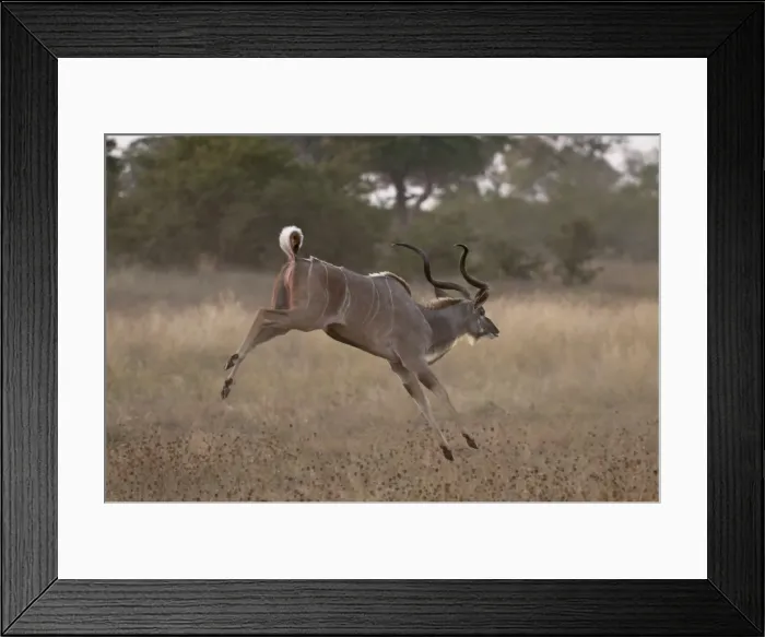 Framed Print : Kudu (Tragelaphus strepsiceros), Savute Channel, Linyanti, Botswana, Africa Framed Print : Kudu (Tragelaphus strepsiceros), Savute Channel, Linyanti, Botswana, Africa