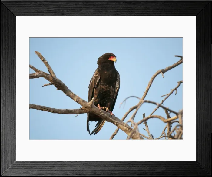 Framed Print : Bateleur Eagle (Terathopius ecaudatus), Savute Channel, Linyanti, Botswana, Africa Framed Print : Bateleur Eagle (Terathopius ecaudatus), Savute Channel, Linyanti, Botswana, Africa