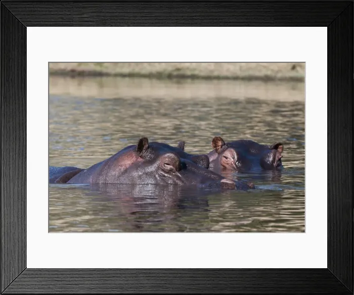 Framed Print : Hippopotamus (Hippopotamus amphibius), Savute Channel, Linyanti, Botswana, Africa Framed Print : Hippopotamus (Hippopotamus amphibius), Savute Channel, Linyanti, Botswana, Africa