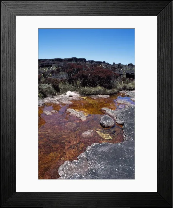 Framed Print : Blackwater River and Bonnetia roraimae, Mount Roraima summit, Brazilian sector Framed Print : Blackwater River and Bonnetia roraimae, Mount Roraima summit, Brazilian sector