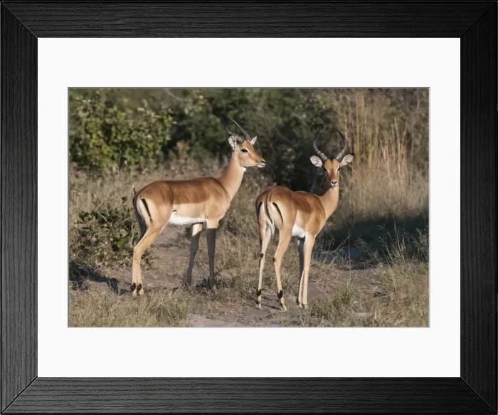 Framed Print : Impala (Aepyceros melampus), Savute Channel, Linyanti, Botswana, Africa Framed Print : Impala (Aepyceros melampus), Savute Channel, Linyanti, Botswana, Africa