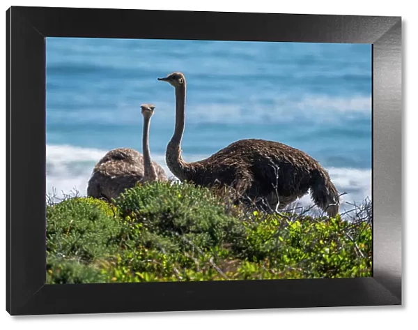 Ostrich in the Cape of Good Hope Nature Reserve, Cape Town, Cape Peninsula, South Africa, Africa