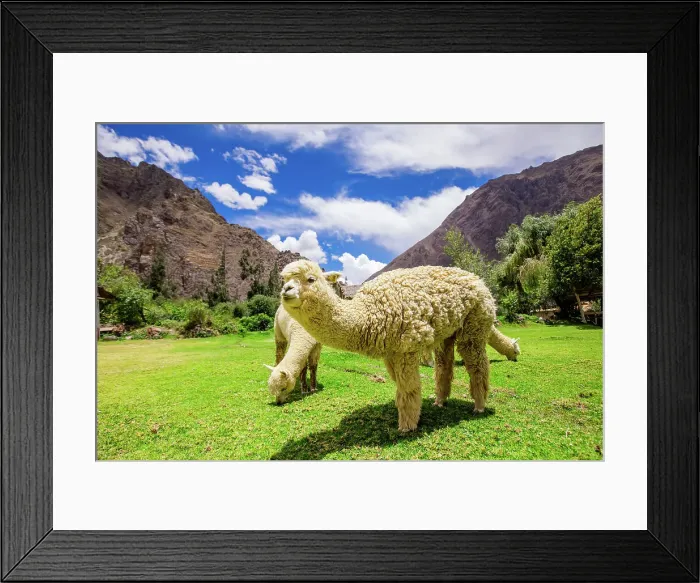 Framed Print : Alpaca in Ollantaytambo, Peru, South America Framed Print : Alpaca in Ollantaytambo, Peru, South America