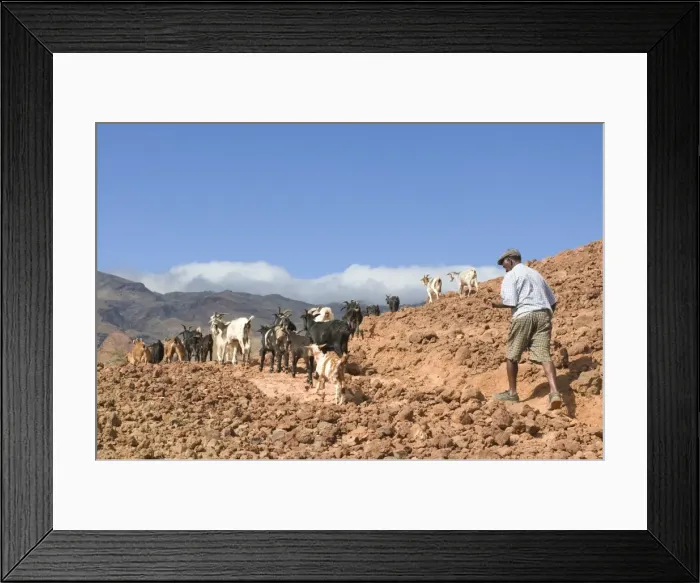 Framed Print : Farmer with his goats in rocky landscape, San Antao, Cape Verde Islands, Africa Framed Print : Farmer with his goats in rocky landscape, San Antao, Cape Verde Islands, Africa