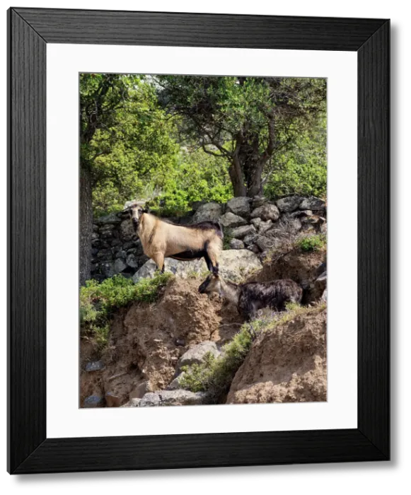 Framed Print : Goat at Nisyros Island, Dodecanese, Greek Islands, Greece, Europe Framed Print : Goat at Nisyros Island, Dodecanese, Greek Islands, Greece, Europe