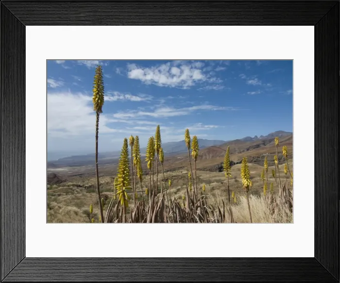 Framed Print : Vegetation and grasses on island of San Antao, Cape Verde Islands, Africa Framed Print : Vegetation and grasses on island of San Antao, Cape Verde Islands, Africa