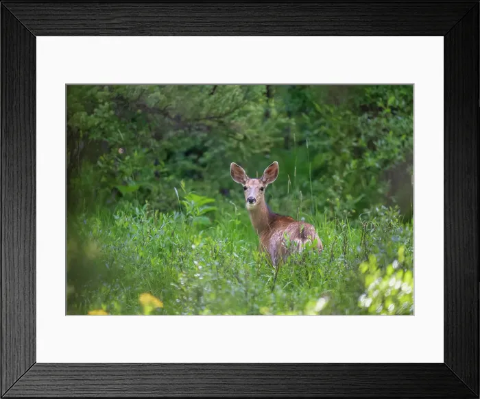 Framed Print : A deer (Cervidae) in a meadow in Breckenridge, Colorado, United States of America, North America Framed Print : A deer (Cervidae) in a meadow in Breckenridge, Colorado, United States of America, North America