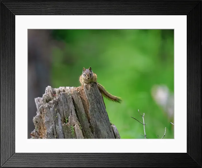 Framed Print : A Chipmunk (Tamias) on a log in the forest of Breckenridge, Colorado, United States of America, North America Framed Print : A Chipmunk (Tamias) on a log in the forest of Breckenridge, Colorado, United States of America, North America