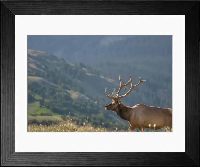 Framed Print : Elk (Cervus canadensis) in Rocky Mountain National Park, Colorado, United States of America, North America Framed Print : Elk (Cervus canadensis) in Rocky Mountain National Park, Colorado, United States of America, North America