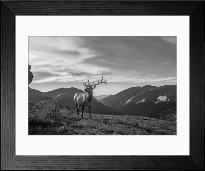Framed Print : Elk (Cervus canadensis) in Rocky Mountain National Park, Colorado, United States of America, North America Framed Print : Elk (Cervus canadensis) in Rocky Mountain National Park, Colorado, United States of America, North America