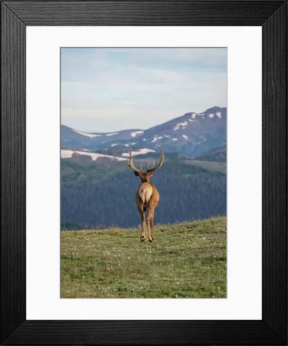 Framed Print : Elk (Cervus canadensis) in Rocky Mountain National Park, Colorado, United States of America, North America Framed Print : Elk (Cervus canadensis) in Rocky Mountain National Park, Colorado, United States of America, North America