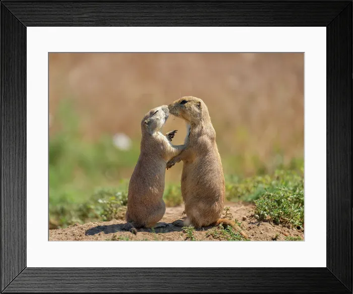 Framed Print : Prairie dogs (Cynomys) embracing each other in Colorado, United States of America, North America Framed Print : Prairie dogs (Cynomys) embracing each other in Colorado, United States of America, North America