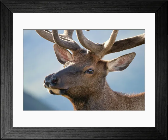Framed Print : Elk (Cervus canadensis) in Rocky Mountain National Park, Colorado, United States of America, North America Framed Print : Elk (Cervus canadensis) in Rocky Mountain National Park, Colorado, United States of America, North America