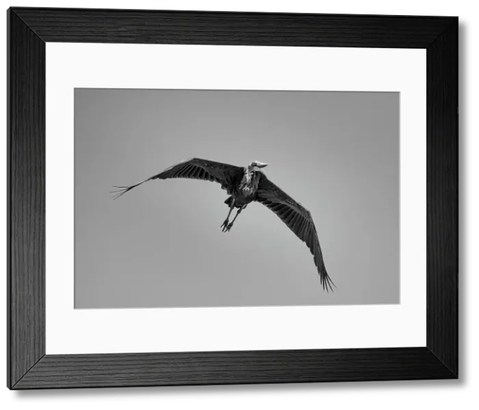 Framed Print : A Marabou stork (Leptoptilos crumenifer) in flight over the Maasai Mara, Kenya, East Africa, Africa Framed Print : A Marabou stork (Leptoptilos crumenifer) in flight over the Maasai Mara, Kenya, East Africa, Africa