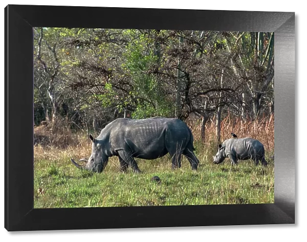 Rhinoceros and calf at Ziwa Rhino Sanctuary, Uganda, East Africa, Africa