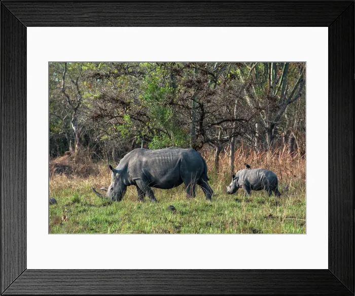 Framed Print : Rhinoceros and calf at Ziwa Rhino Sanctuary, Uganda, East Africa, Africa Framed Print : Rhinoceros and calf at Ziwa Rhino Sanctuary, Uganda, East Africa, Africa