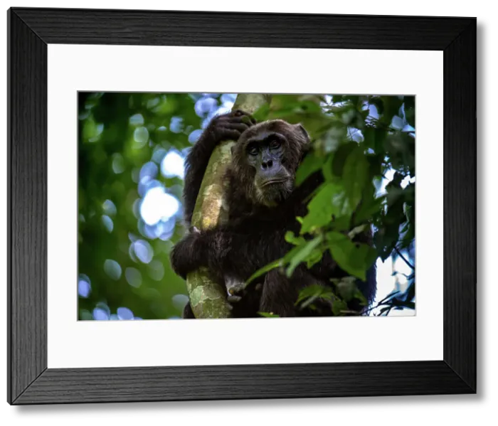 Framed Print : Chimpanzee grabing onto a tree branch, Budongo Forest, Uganda, East Africa, Africa Framed Print : Chimpanzee grabing onto a tree branch, Budongo Forest, Uganda, East Africa, Africa