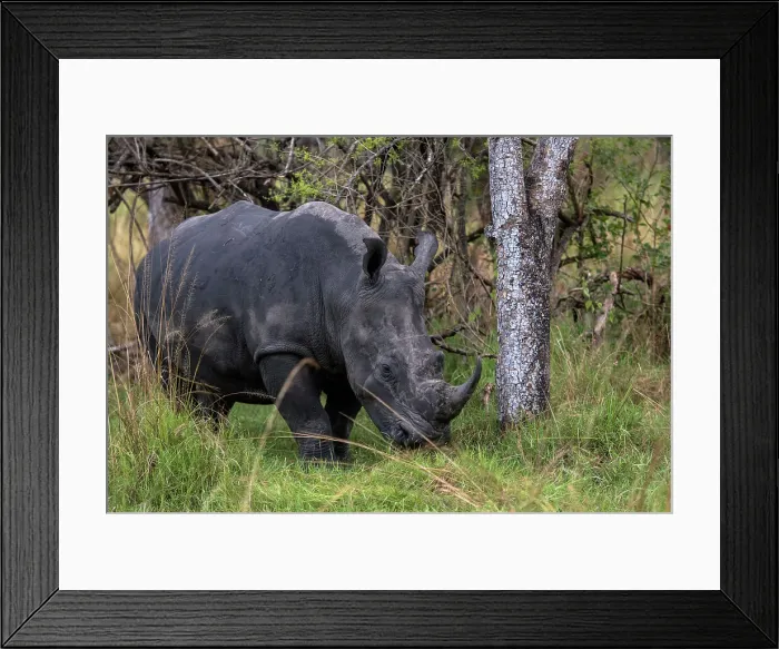 Framed Print : White Rhinoceros at Ziwa Rhino Sanctuary, Uganda, East Africa, Africa Framed Print : White Rhinoceros at Ziwa Rhino Sanctuary, Uganda, East Africa, Africa