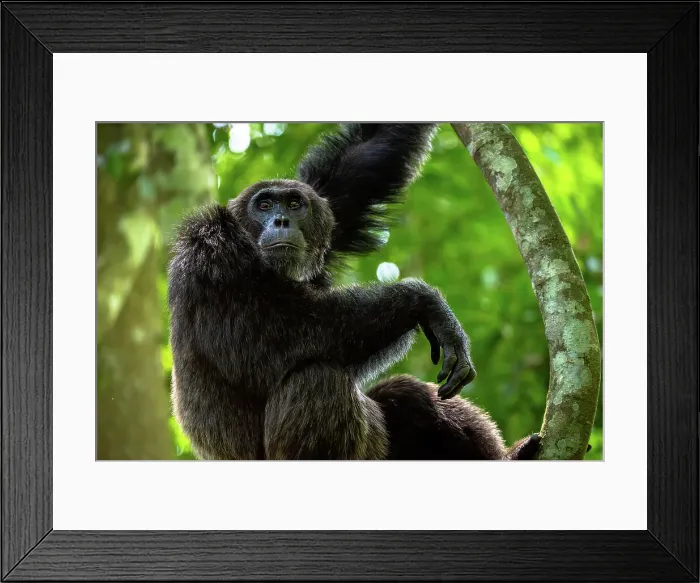 Framed Print : Chimpanzee standing on a branch, Budongo Forest, Uganda, East Africa, Africa Framed Print : Chimpanzee standing on a branch, Budongo Forest, Uganda, East Africa, Africa