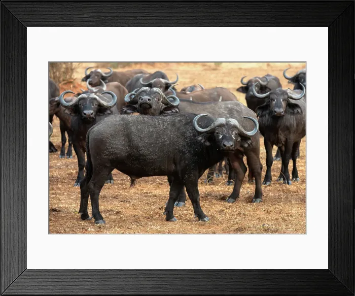 Framed Print : Buffalo lowing in Murchison Falls National Park, Uganda, East Africa, Africa