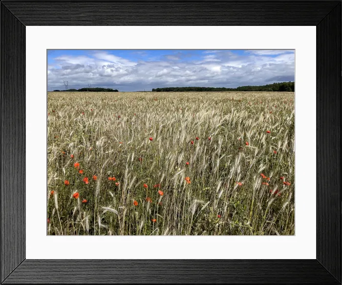 Framed Print : Wheat field with poppies in Eure, Normandy, France, Europe Framed Print : Wheat field with poppies in Eure, Normandy, France, Europe