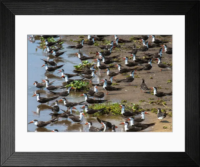Framed Print : African skimmers along the Nile River, Murchison Falls National Park, Uganda, East Africa, Africa Framed Print : African skimmers along the Nile River, Murchison Falls National Park, Uganda, East Africa, Africa