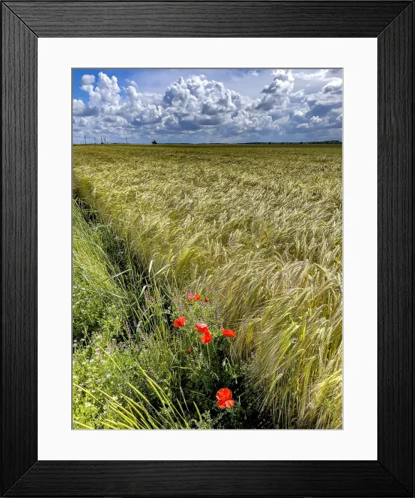 Framed Print : Poppies and field under a cloudy sky in Eure, Normandy, France, Europe Framed Print : Poppies and field under a cloudy sky in Eure, Normandy, France, Europe