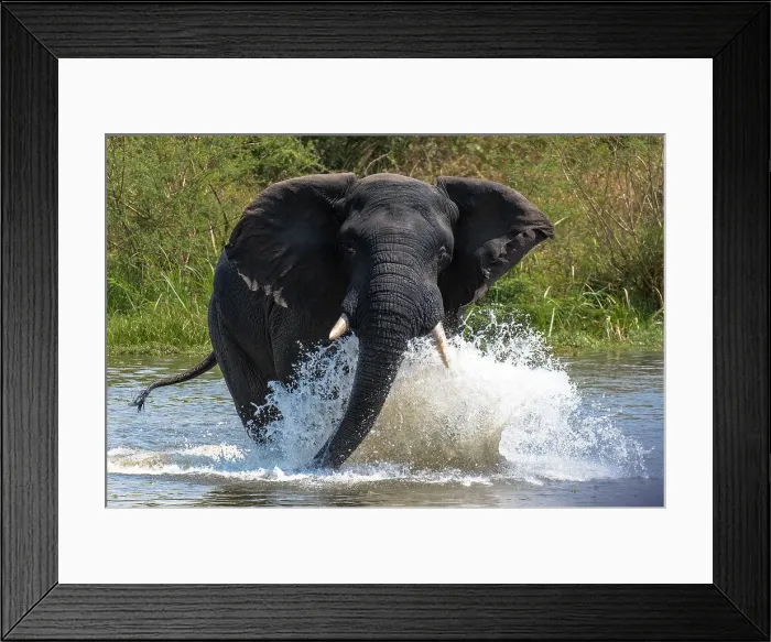 Framed Print : Angry elephant, Murchison Falls National Park, Uganda, East Africa, Africa Framed Print : Angry elephant, Murchison Falls National Park, Uganda, East Africa, Africa