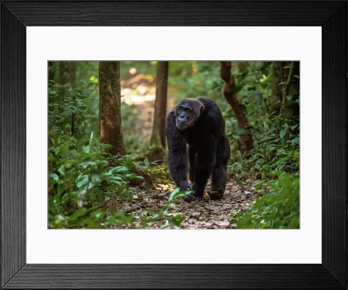 Framed Print : Chimpanzee walking on a forest track, Budongo Forest, Uganda, East Africa, Africa Framed Print : Chimpanzee walking on a forest track, Budongo Forest, Uganda, East Africa, Africa