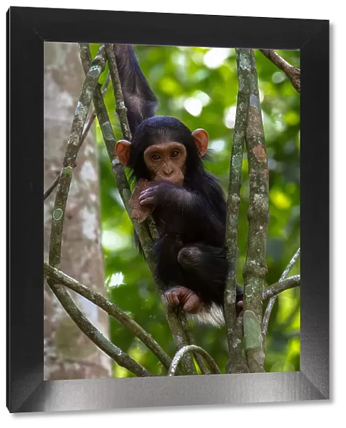 Young chimpanzee hanging in the branches playing, Budongo Forest, Uganda, East Africa, Africa