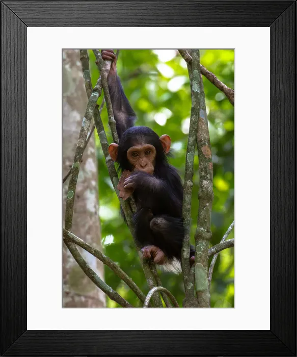 Framed Print : Young chimpanzee hanging in the branches playing, Budongo Forest, Uganda, East Africa, Africa Framed Print : Young chimpanzee hanging in the branches playing, Budongo Forest, Uganda, East Africa, Africa