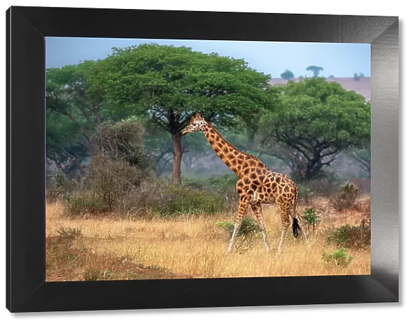 Rothschild giraffe in Murchison Falls National Park, Uganda, East Africa, Africa