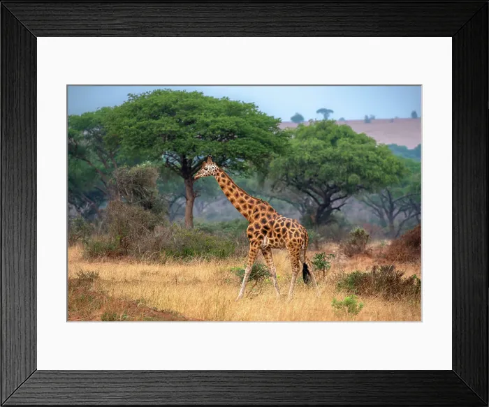 Framed Print : Rothschild giraffe in Murchison Falls National Park, Uganda, East Africa, Africa Framed Print : Rothschild giraffe in Murchison Falls National Park, Uganda, East Africa, Africa