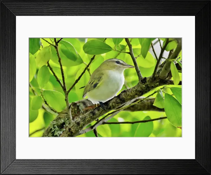 Framed Print : Red Eyed Vireo (vireo olivaceus), a small songbird common throughout the Americas, Bermuda, North Atlantic, North America Framed Print : Red Eyed Vireo (vireo olivaceus), a small songbird common throughout the Americas, Bermuda, North Atlantic, North America