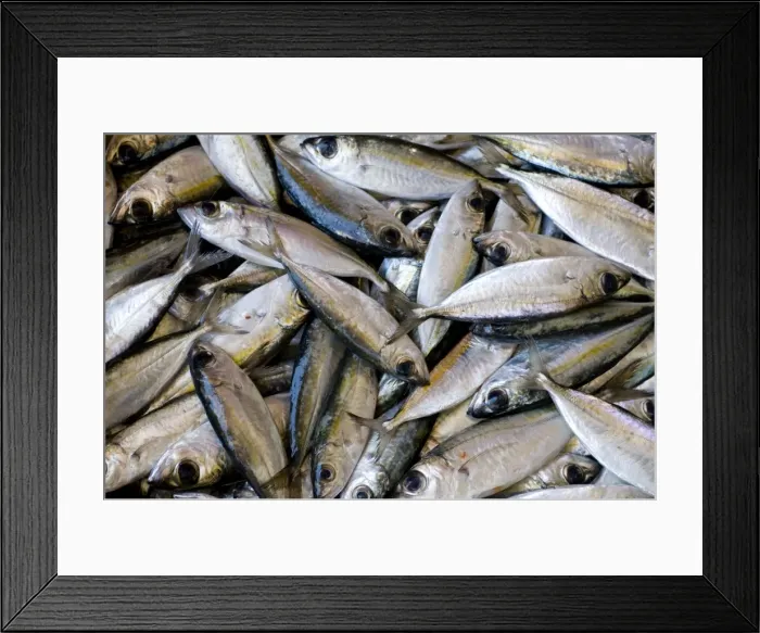 Framed Print : Close-up of fish catch, Central Market of Mindelo, San Vincente, Cape Verde Islands Framed Print : Close-up of fish catch, Central Market of Mindelo, San Vincente, Cape Verde Islands