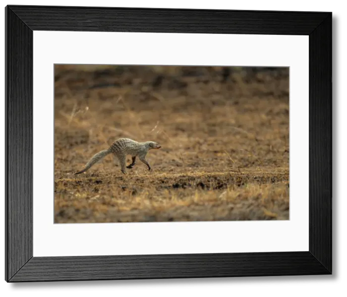 Framed Print : A running Mongoose (Herpestidae) in the Maasai Mara, Kenya, East Africa, Africa