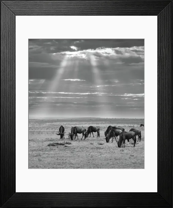 Framed Print : Wildebeests (Connochaetes) (gnu) grazing on grass in the Maasai Mara, Kenya, East Africa, Africa Framed Print : Wildebeests (Connochaetes) (gnu) grazing on grass in the Maasai Mara, Kenya, East Africa, Africa