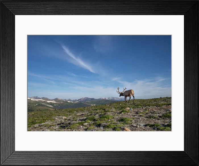 Framed Print : Elk (Cervus canadensis) in Rocky Mountain National Park, Colorado, United States of America, North America Framed Print : Elk (Cervus canadensis) in Rocky Mountain National Park, Colorado, United States of America, North America