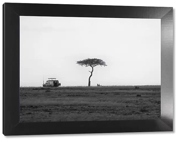 A safari car stopped for a picnic under an Acacia Tree in the Maasai Mara, Kenya, East Africa, Africa