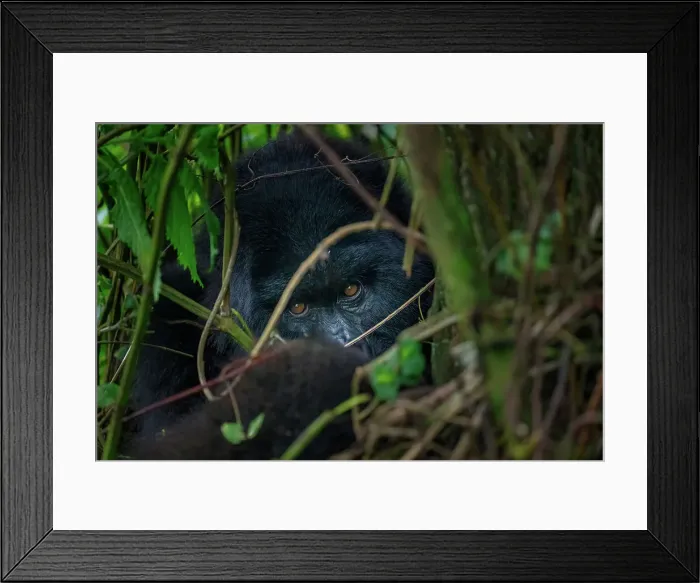 Framed Print : A mountain gorilla, a member of the Agasha family in the mountains of Volcanos National Park, Rwanda, Africa Framed Print : A mountain gorilla, a member of the Agasha family in the mountains of Volcanos National Park, Rwanda, Africa