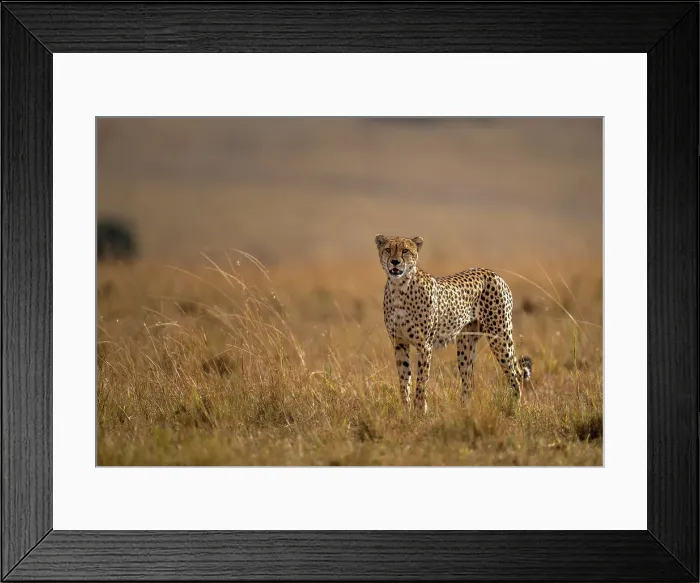 Framed Print : A male Cheetah (Acinonyx jubatus) in the Maasai Mara, Kenya, East Africa, Africa Framed Print : A male Cheetah (Acinonyx jubatus) in the Maasai Mara, Kenya, East Africa, Africa